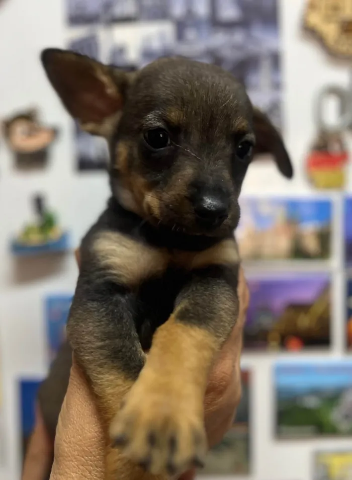 Cachorro ra a SRD-ViraLata idade Abaixo de 2 meses nome Rony