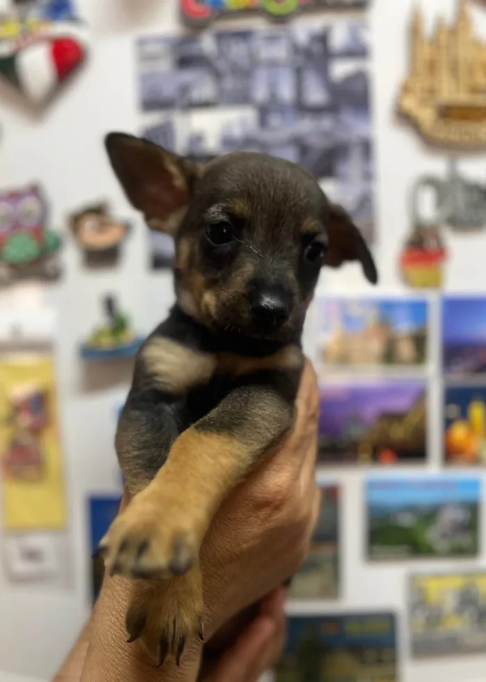 Cachorro ra a SRD-ViraLata idade Abaixo de 2 meses nome Rony