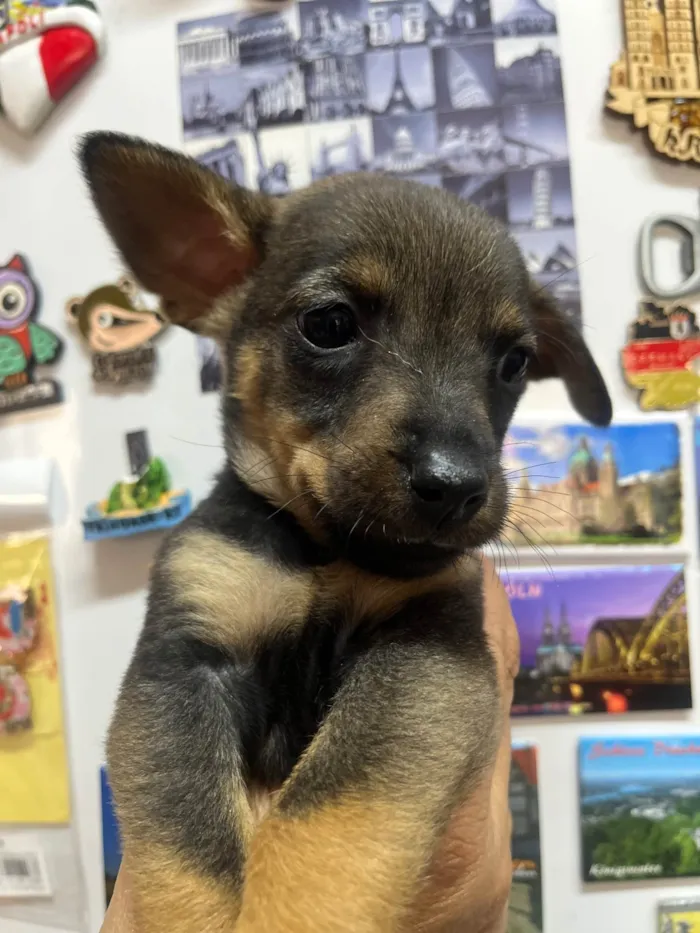 Cachorro ra a SRD-ViraLata idade Abaixo de 2 meses nome Rony