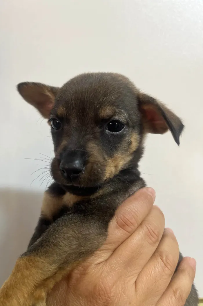 Cachorro ra a SRD-ViraLata idade Abaixo de 2 meses nome Rony