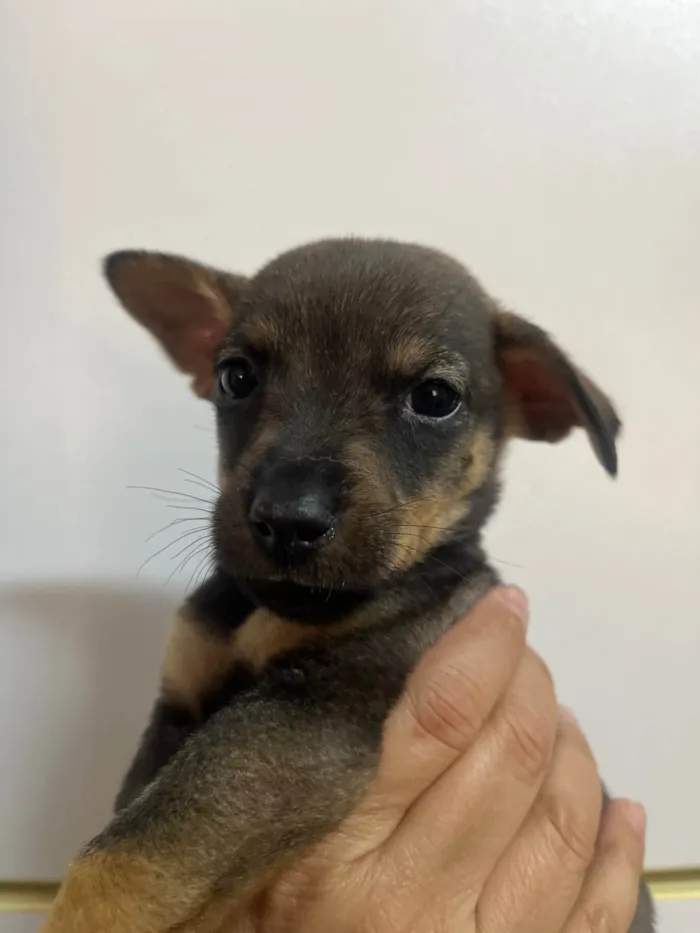 Cachorro ra a SRD-ViraLata idade Abaixo de 2 meses nome Rony