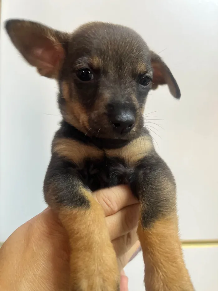 Cachorro ra a SRD-ViraLata idade Abaixo de 2 meses nome Rony