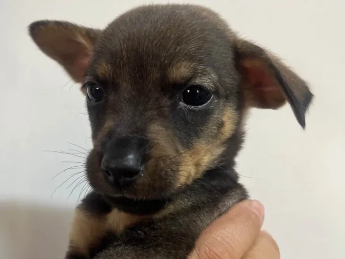 Cachorro ra a SRD-ViraLata idade Abaixo de 2 meses nome Rony