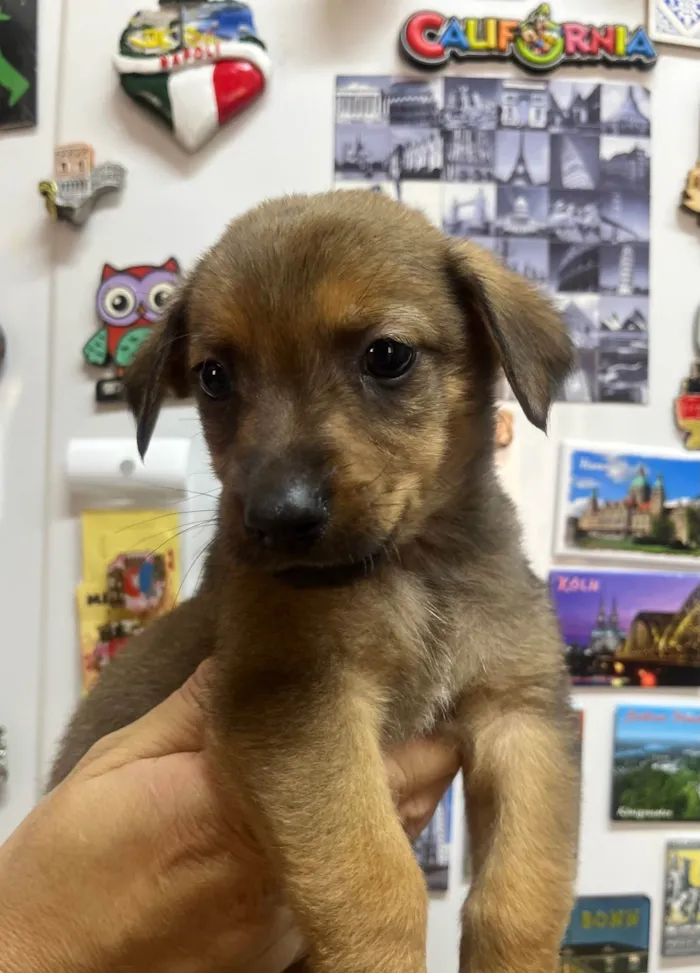 Cachorro ra a SRD-ViraLata idade Abaixo de 2 meses nome Romulo