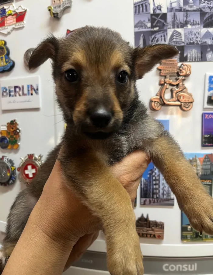 Cachorro ra a SRD-ViraLata idade Abaixo de 2 meses nome Renata