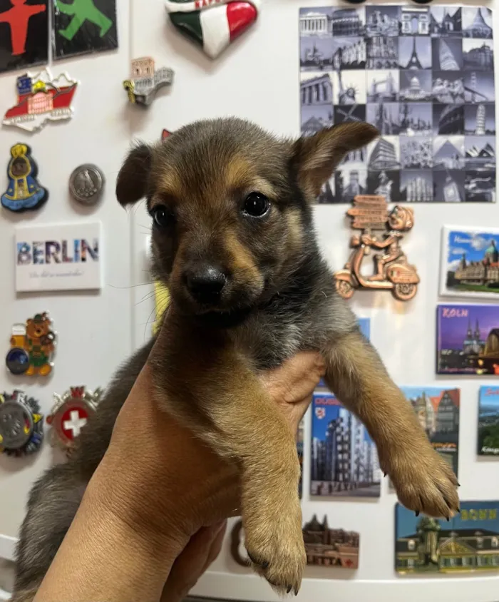 Cachorro ra a SRD-ViraLata idade Abaixo de 2 meses nome Renata