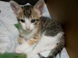 Gato raça SRD-ViraLata idade Abaixo de 2 meses nome Manchadinho 