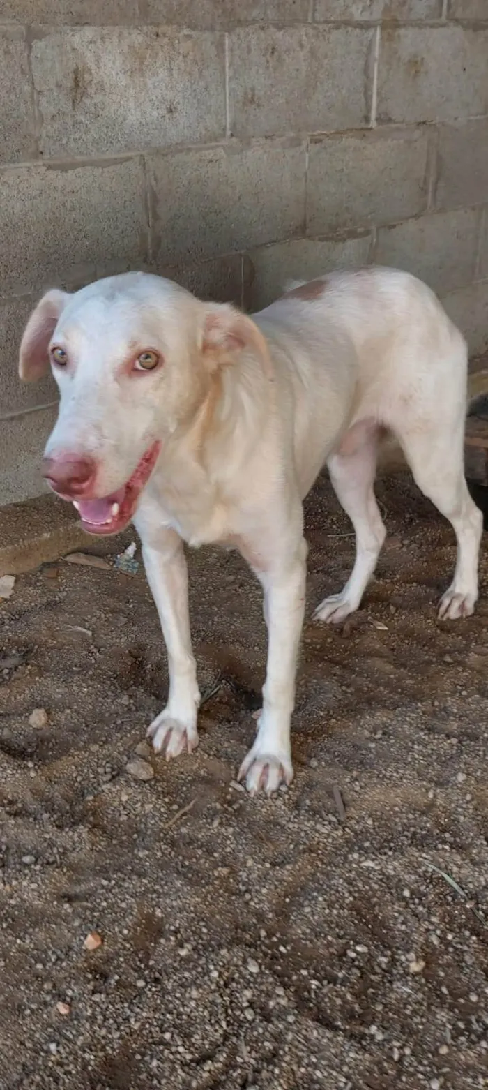 Cachorro ra a SRD-ViraLata idade 1 ano nome Rafael