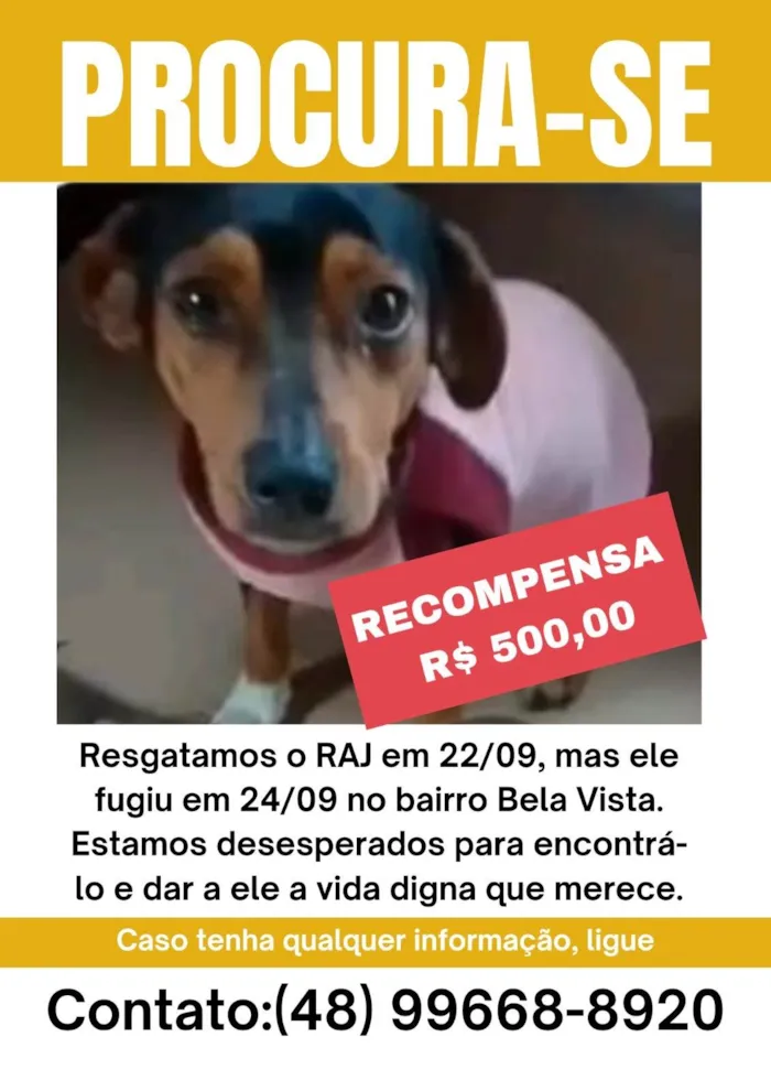 Cachorro ra a SRD-ViraLata idade 2 anos nome Raj