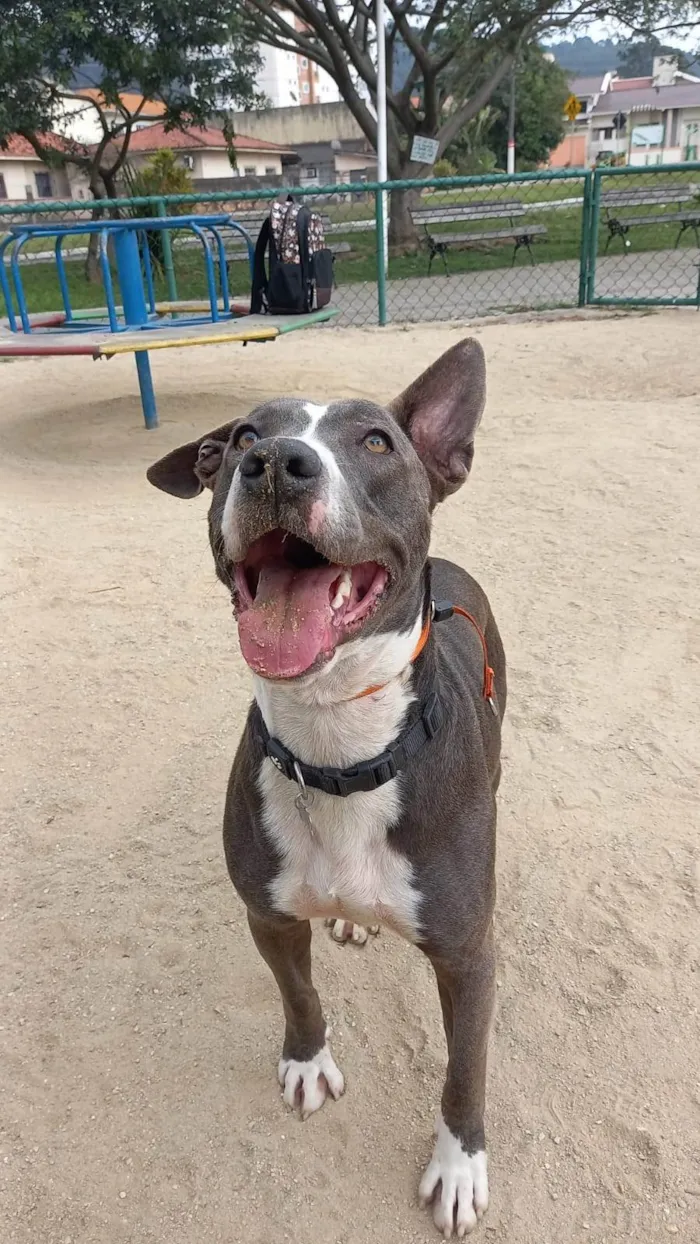 Cachorro ra a SRD-ViraLata idade 2 anos nome Ulisses