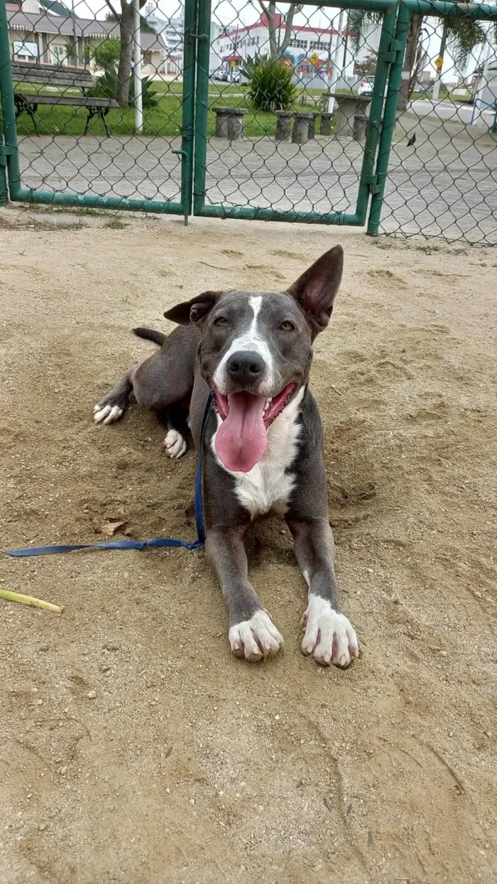 Cachorro ra a SRD-ViraLata idade 2 anos nome Ulisses