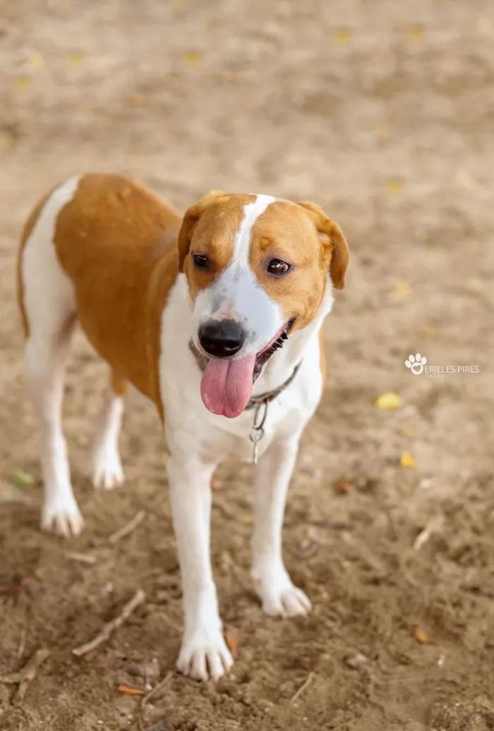 Cachorro ra a SRD-ViraLata idade 2 anos nome Rebeca