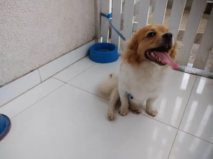 Cachorro ra a SRD-ViraLata idade 7 a 11 meses nome Caco