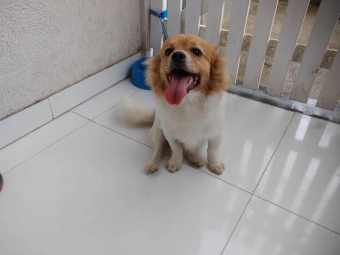 Cachorro ra a SRD-ViraLata idade 7 a 11 meses nome Caco