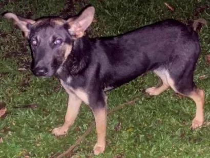 Cachorro raça Pastor Alemão idade 7 a 11 meses nome Não tem nome 