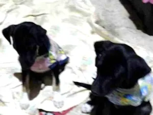 Cachorro raça Dogue Alemão idade 2 a 6 meses nome João e Maria 