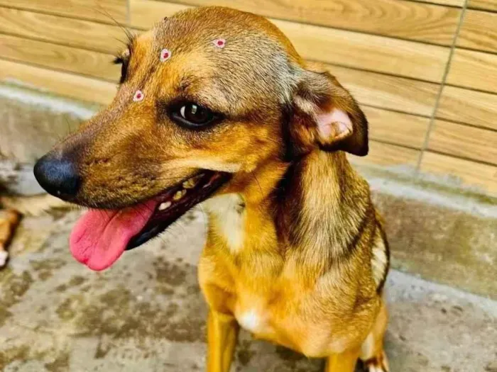 Cachorro ra a SRD-ViraLata idade 1 ano nome Dolly