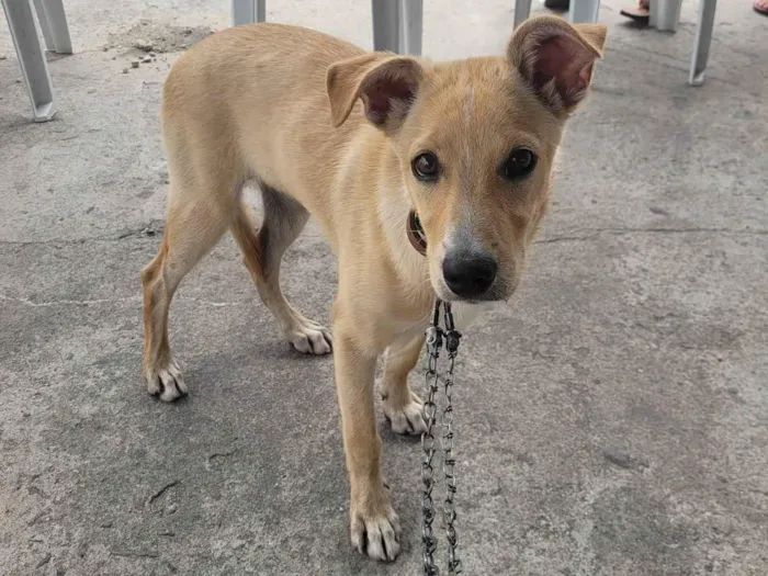 Cachorro ra a SRD-ViraLata idade 2 a 6 meses nome Pérola