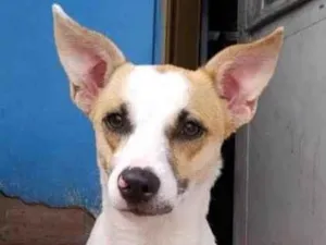 Cachorro raça SRD-ViraLata idade 7 a 11 meses nome Branquinha 