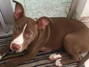 Cachorro raça Pit-Bull idade 1 ano nome Kiara