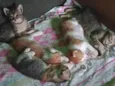 Rajadinho e Rajadinha