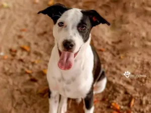 Cachorro raça Srd idade 1 ano nome Manchinha 