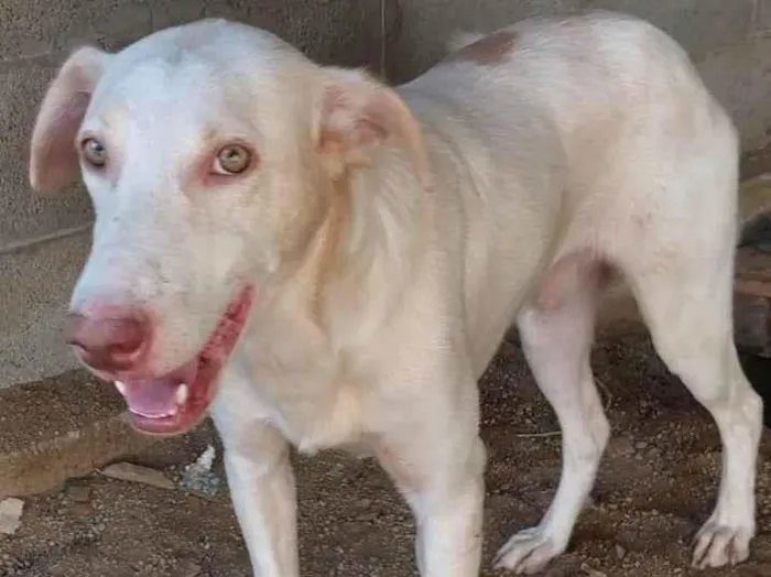 Cachorro ra a SRD-ViraLata idade 1 ano nome Rafael