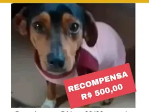 Cachorro raça SRD-ViraLata idade 2 anos nome Raj