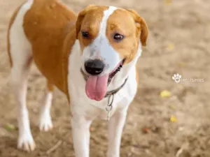 Cachorro raça SRD-ViraLata idade 2 anos nome Rebeca