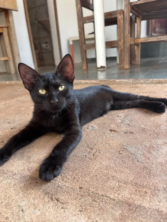 Gato ra a SRD-ViraLata idade 2 a 6 meses nome Pantera e Banguela