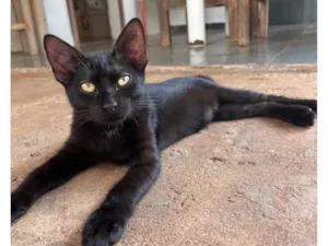 Gato raça SRD-ViraLata idade 2 a 6 meses nome Pantera e Banguela