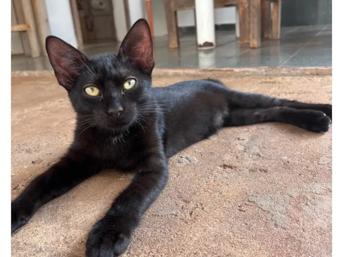 Gato ra a SRD-ViraLata idade 2 a 6 meses nome Pantera e Banguela