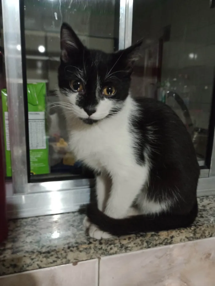 Gato ra a SRD-ViraLata idade 2 a 6 meses nome Frajola