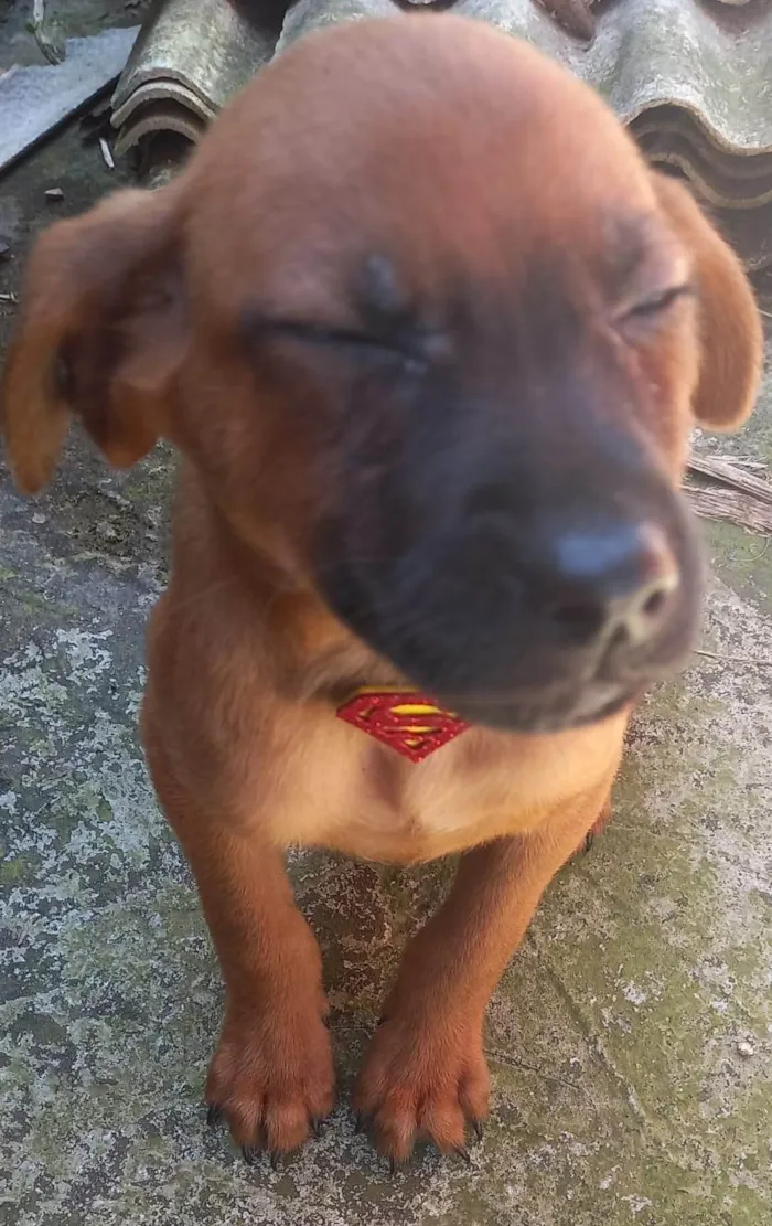 Cachorro ra a SRD-ViraLata idade 2 a 6 meses nome Julius