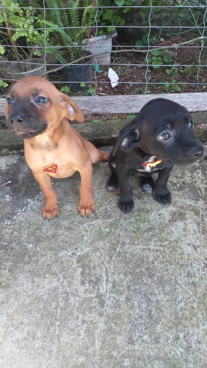 Cachorro ra a SRD-ViraLata idade 2 a 6 meses nome Julius