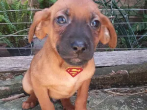 Cachorro raça SRD-ViraLata idade 2 a 6 meses nome Julius