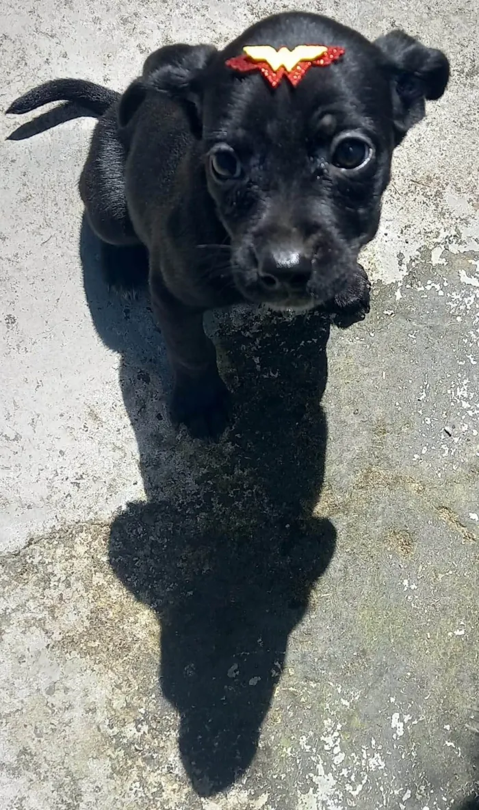 Cachorro ra a SRD-ViraLata idade 2 a 6 meses nome Pretinha