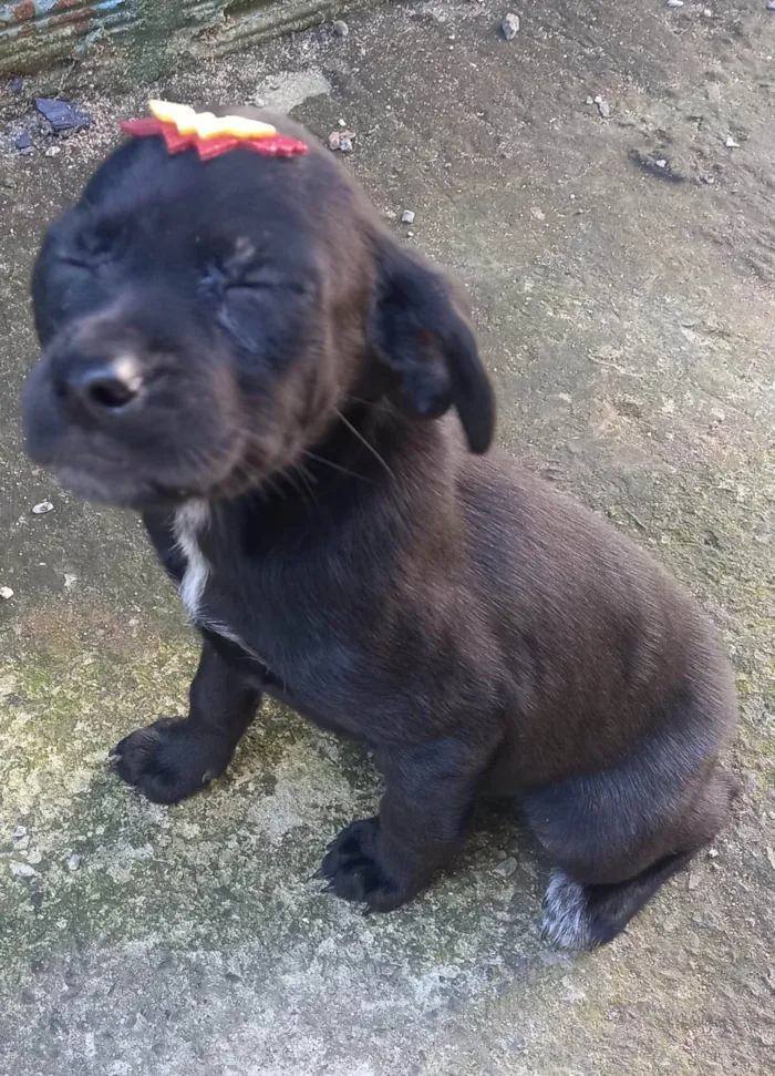 Cachorro ra a SRD-ViraLata idade 2 a 6 meses nome Pretinha