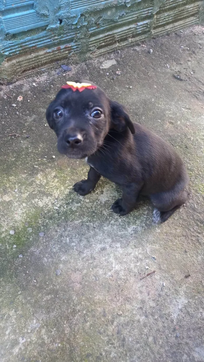 Cachorro ra a SRD-ViraLata idade 2 a 6 meses nome Pretinha