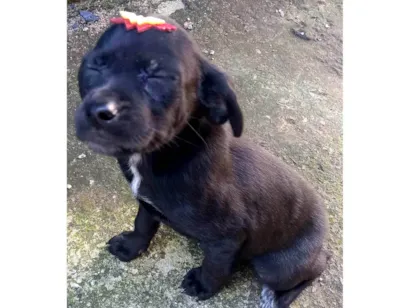 Cachorro raça SRD-ViraLata idade 2 a 6 meses nome Pretinha