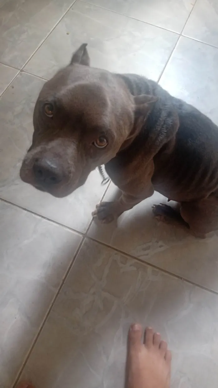 Cachorro ra a Pit-Bull idade 2 anos nome Pandora 