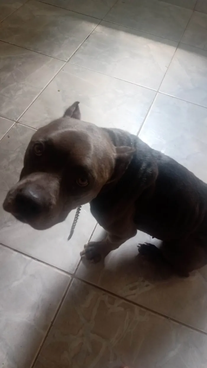 Cachorro ra a Pit-Bull idade 2 anos nome Pandora 