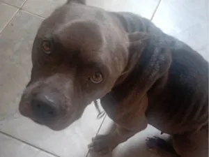 Cachorro raça Pit-Bull idade 2 anos nome Pandora 