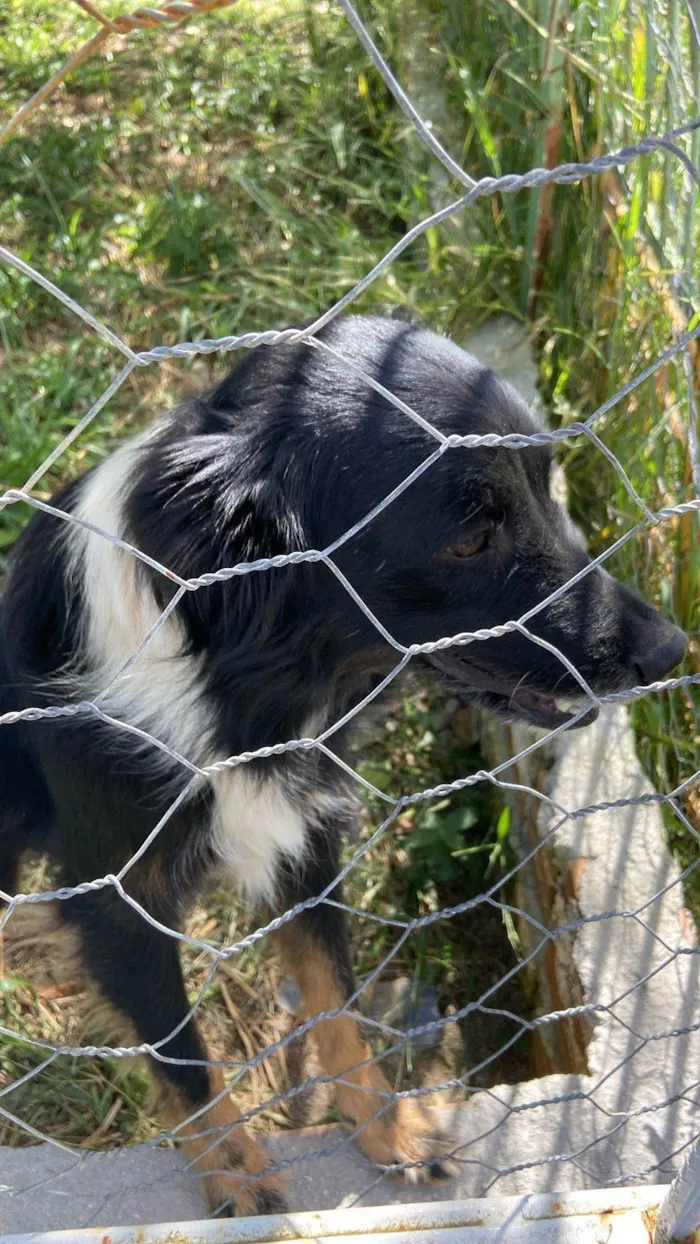 Cachorro ra a SRD-ViraLata idade 3 anos nome Kira