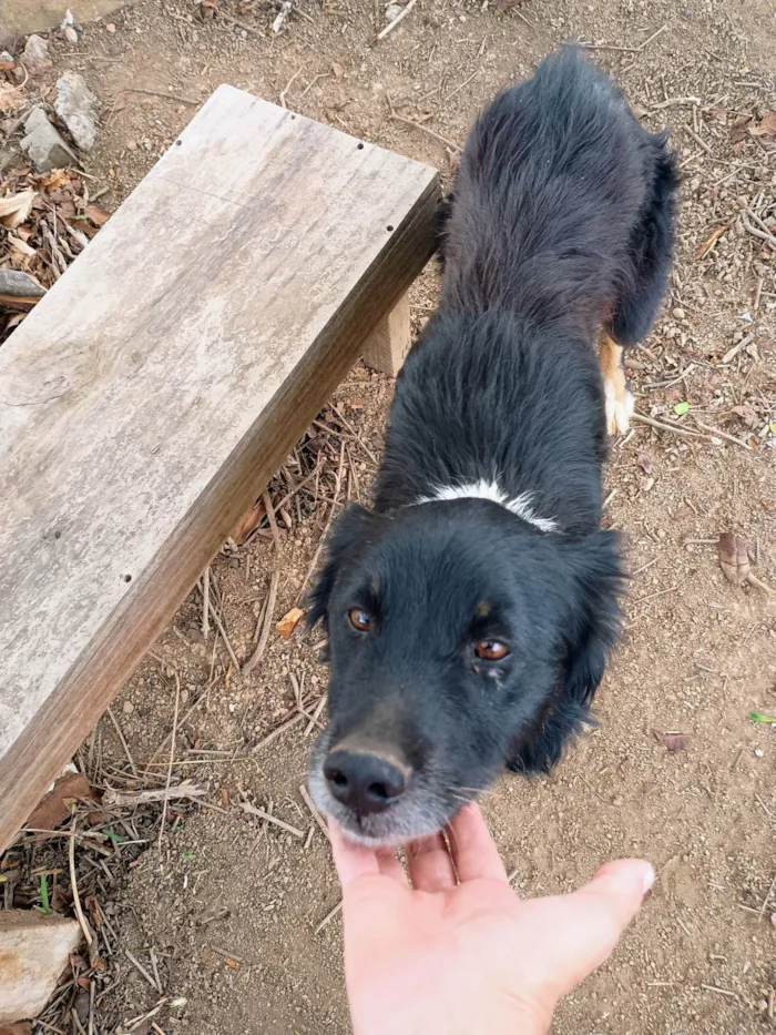 Cachorro ra a SRD-ViraLata idade 3 anos nome Kira