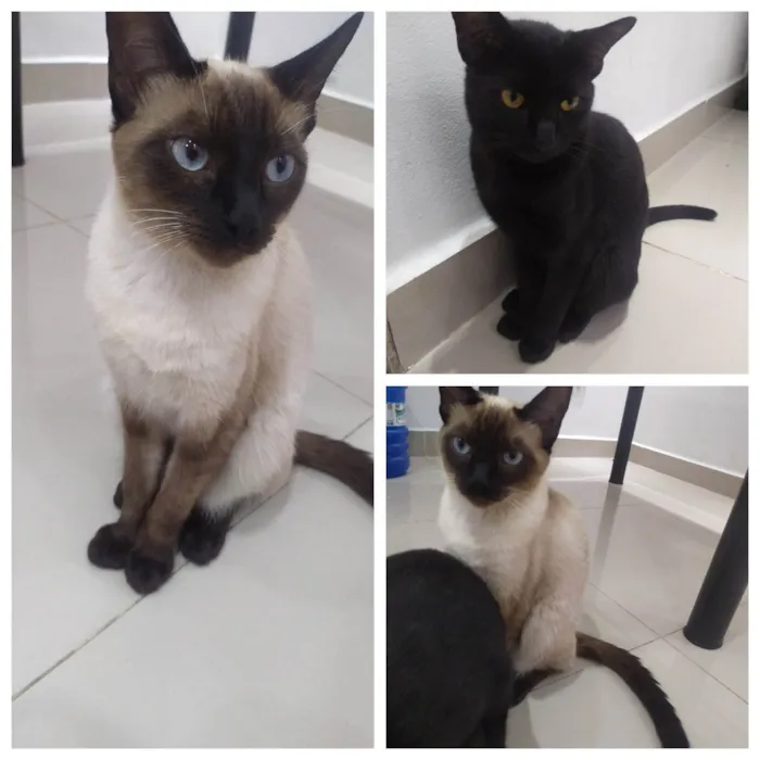 Gato ra a SRD-ViraLata idade 7 a 11 meses nome Não tem