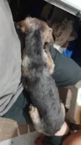 Cachorrinho perdido procuro dono