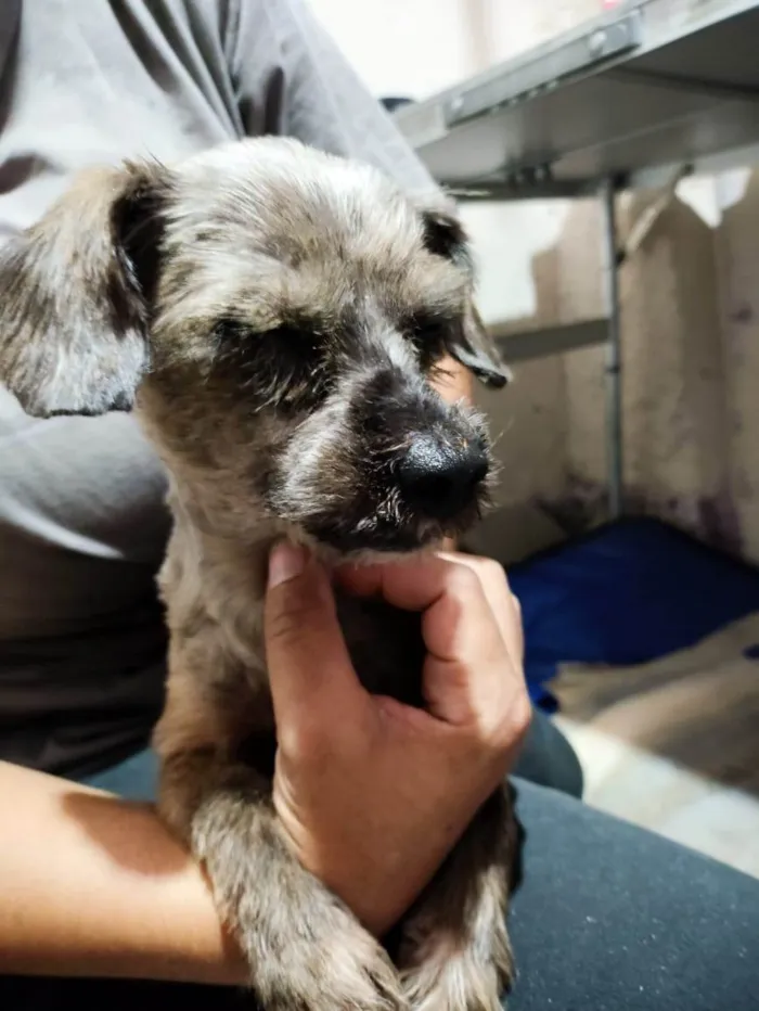 Cachorro ra a Yorkshire idade 6 ou mais anos nome Cachorrinho perdido procuro dono