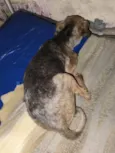 Cachorrinho perdido procuro dono