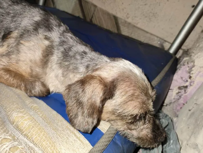 Cachorro ra a Yorkshire idade 6 ou mais anos nome Cachorrinho perdido procuro dono